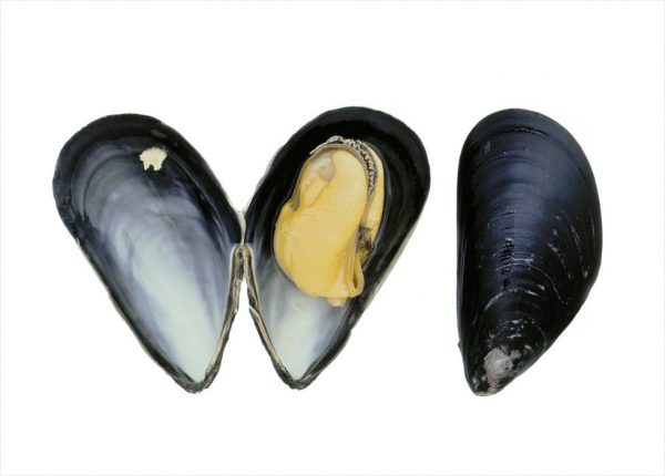 Blåskjell - Blue mussel
