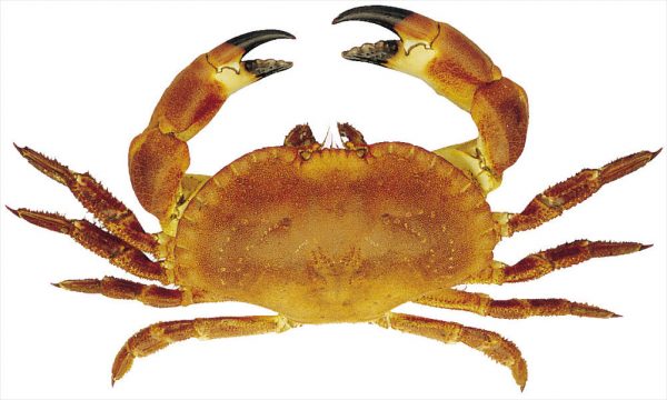 Taske krabbe - Stone Crab