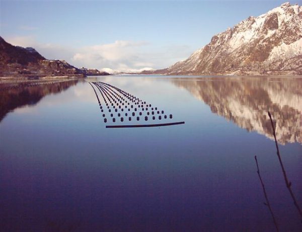 Norwegian Fjord Mussels