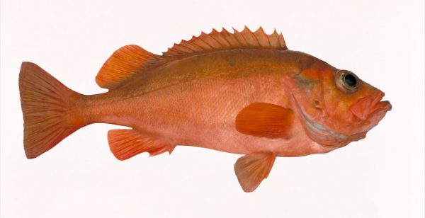 Uer / Rødfisk - Redfish