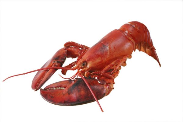 Hummer - Lobster